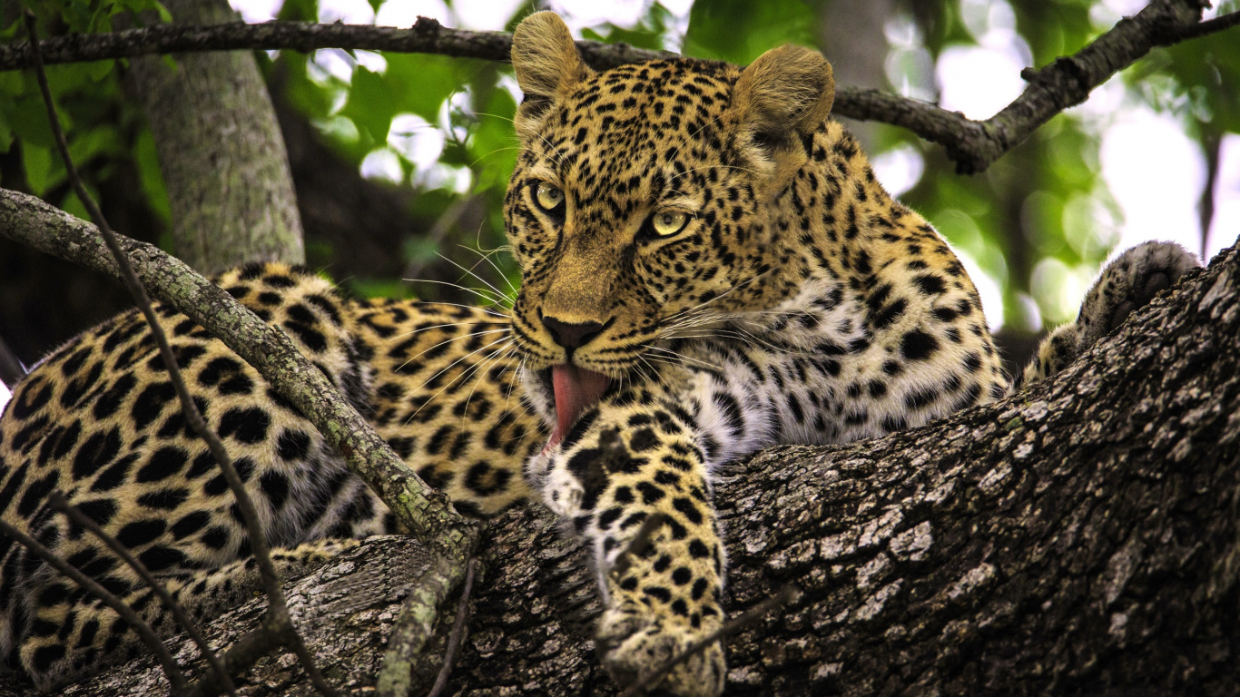 Leopardo en la Rama de un Árbol Durante el Día. Wallpaper in 1366x768 Resolution