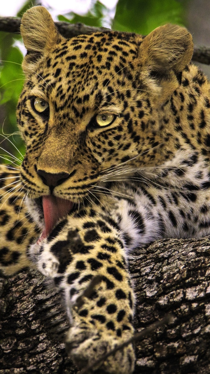 Leopardo en la Rama de un Árbol Durante el Día. Wallpaper in 720x1280 Resolution