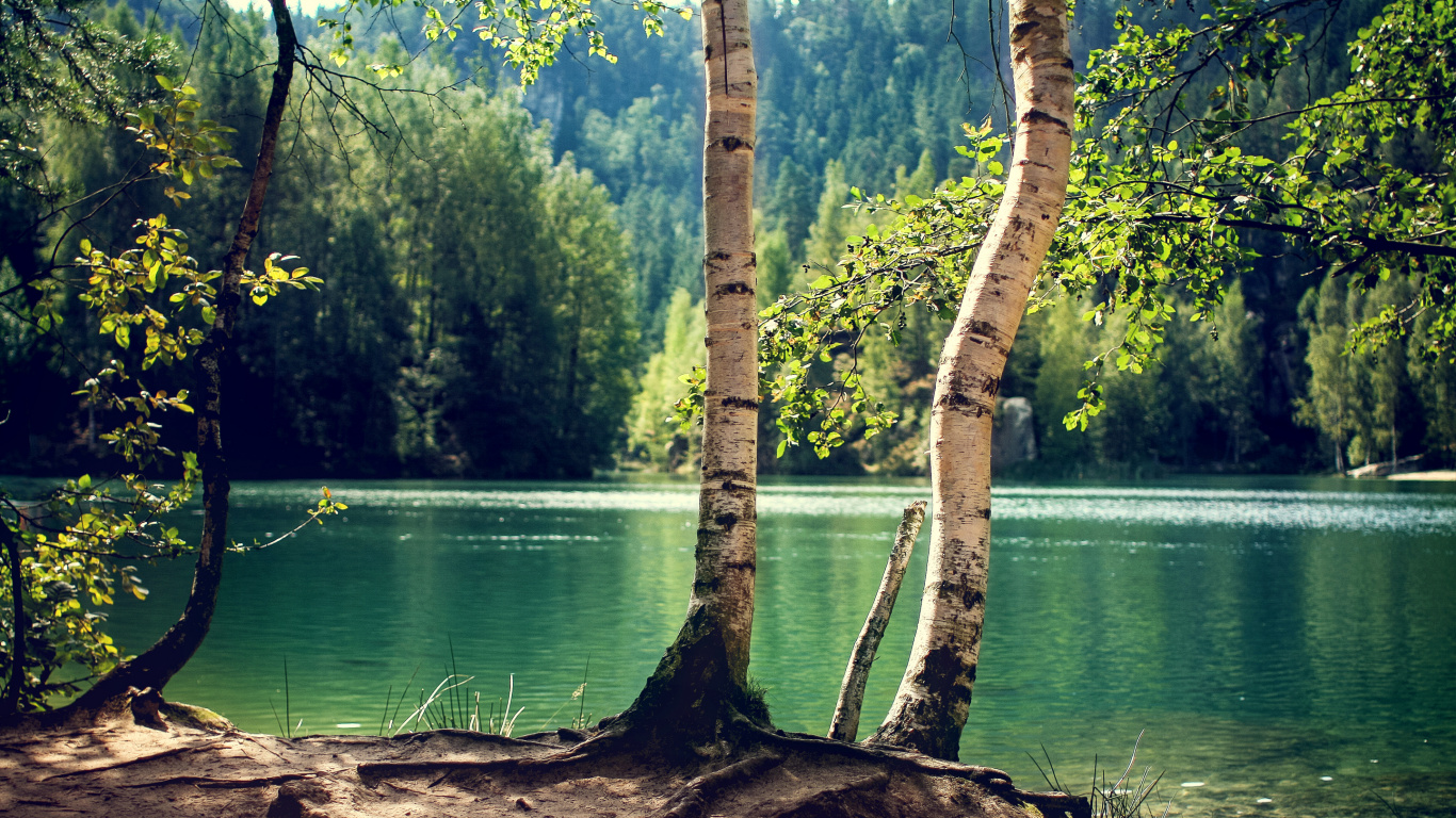 Brown Tree Trunk Near Body of Water During Daytime. Wallpaper in 1366x768 Resolution