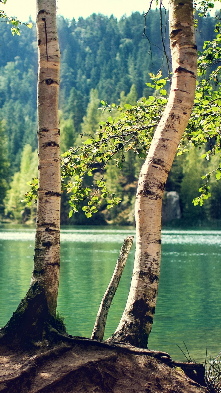 Brown Tree Trunk Near Body of Water During Daytime. Wallpaper in 720x1280 Resolution