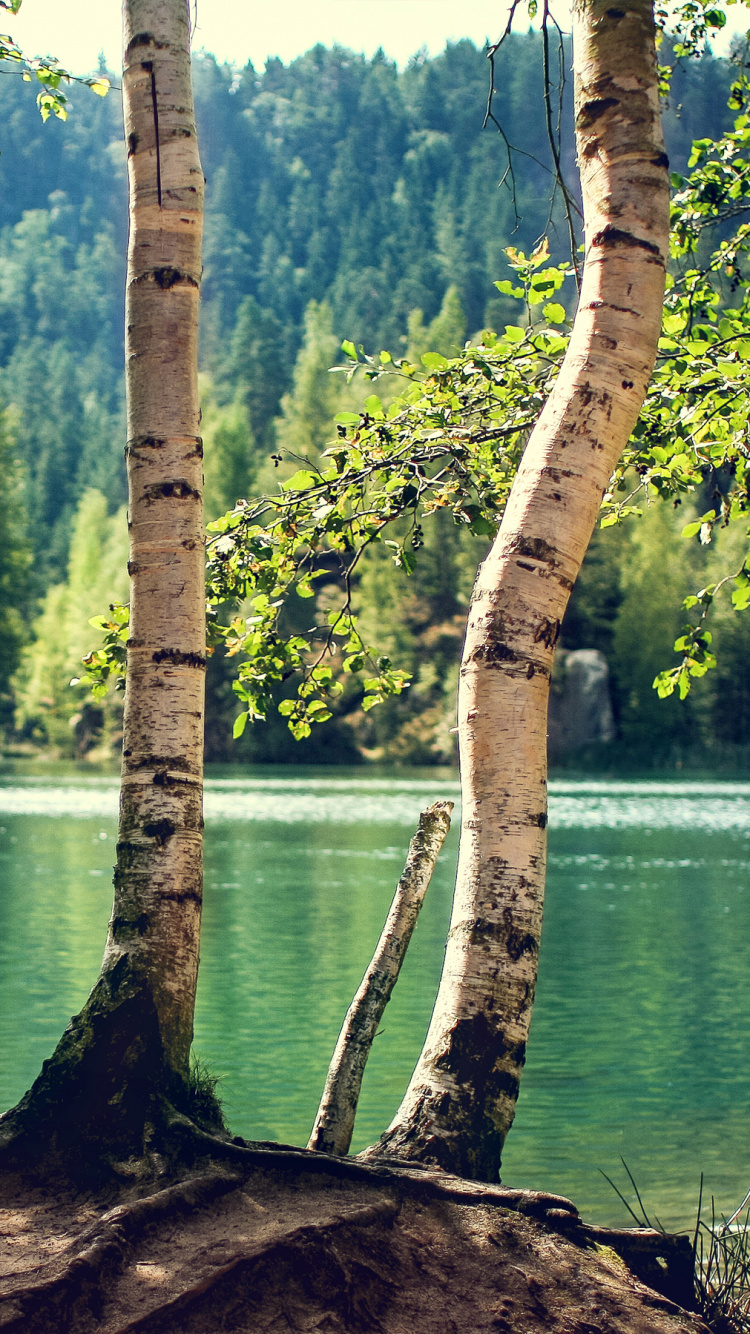 Brown Tree Trunk Near Body of Water During Daytime. Wallpaper in 750x1334 Resolution