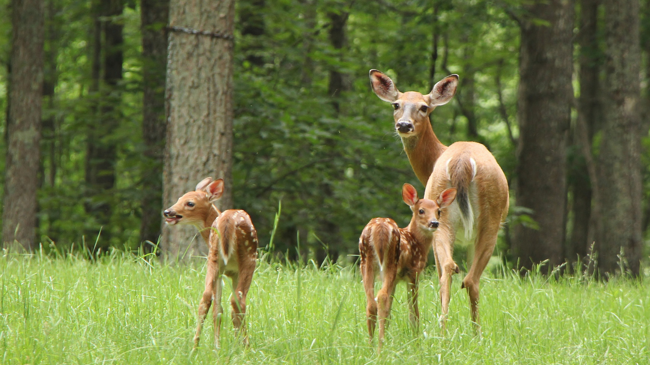 Cerf Brun Sur Terrain D'herbe Verte Pendant la Journée. Wallpaper in 1280x720 Resolution