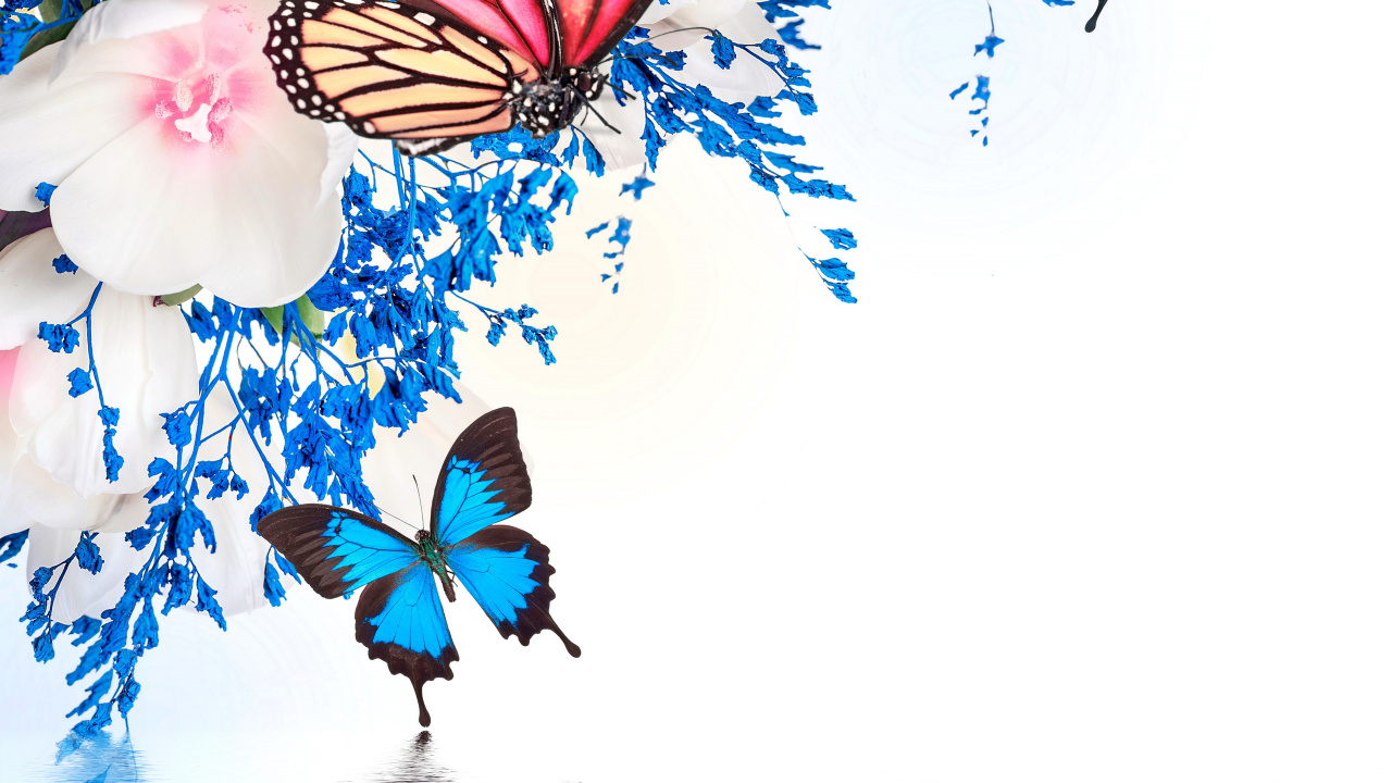 Mariposa Negra y Naranja Sobre Textil Floral Blanco y Azul. Wallpaper in 1280x720 Resolution