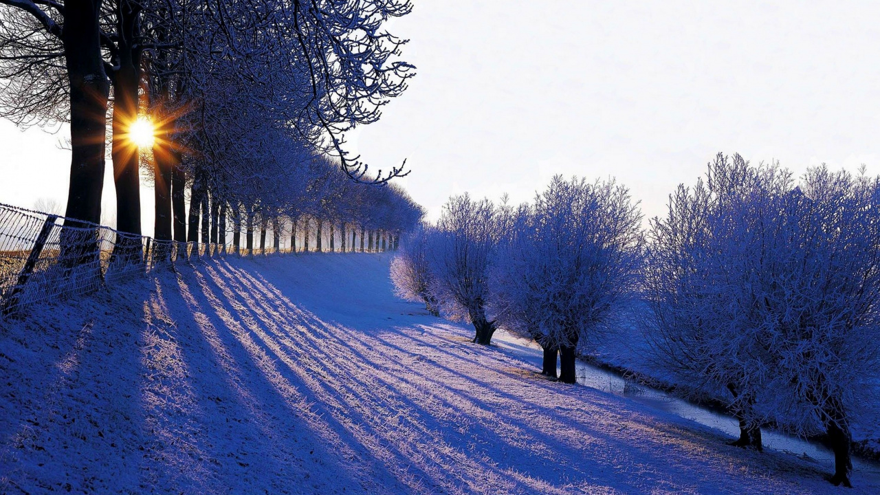 Snow Covered Trees During Daytime. Wallpaper in 1280x720 Resolution