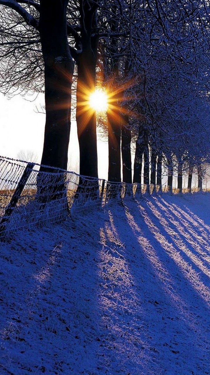 Snow Covered Trees During Daytime. Wallpaper in 720x1280 Resolution