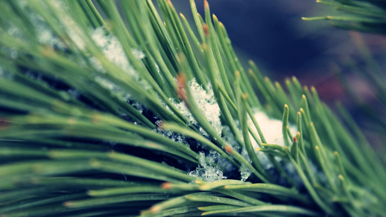 Fir, 云杉, Evergreen, 草, 关闭了 壁纸 1280x720 允许