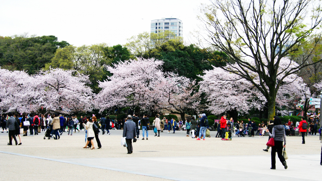 People Walking on Park During Daytime. Wallpaper in 1280x720 Resolution