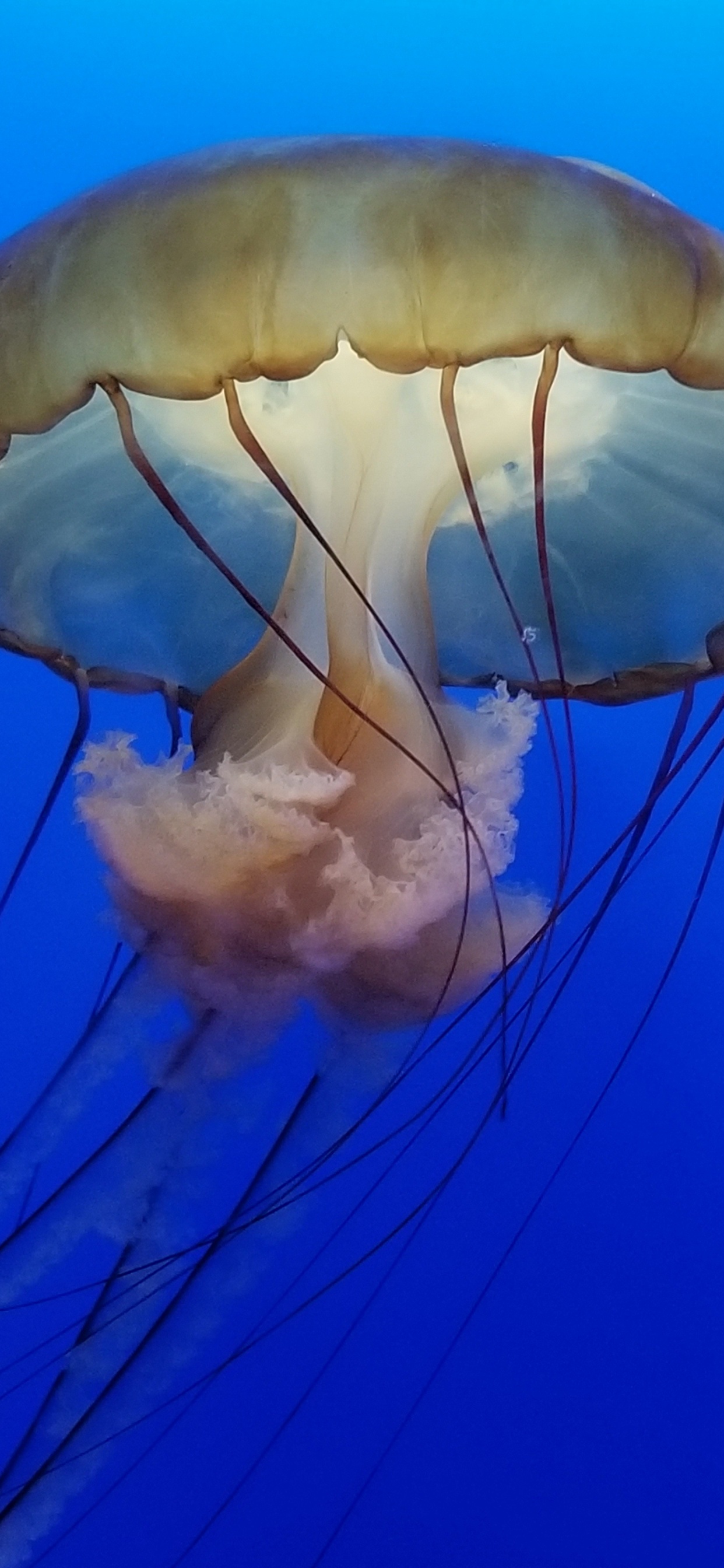 Brown Jellyfish in Blue Water. Wallpaper in 1242x2688 Resolution