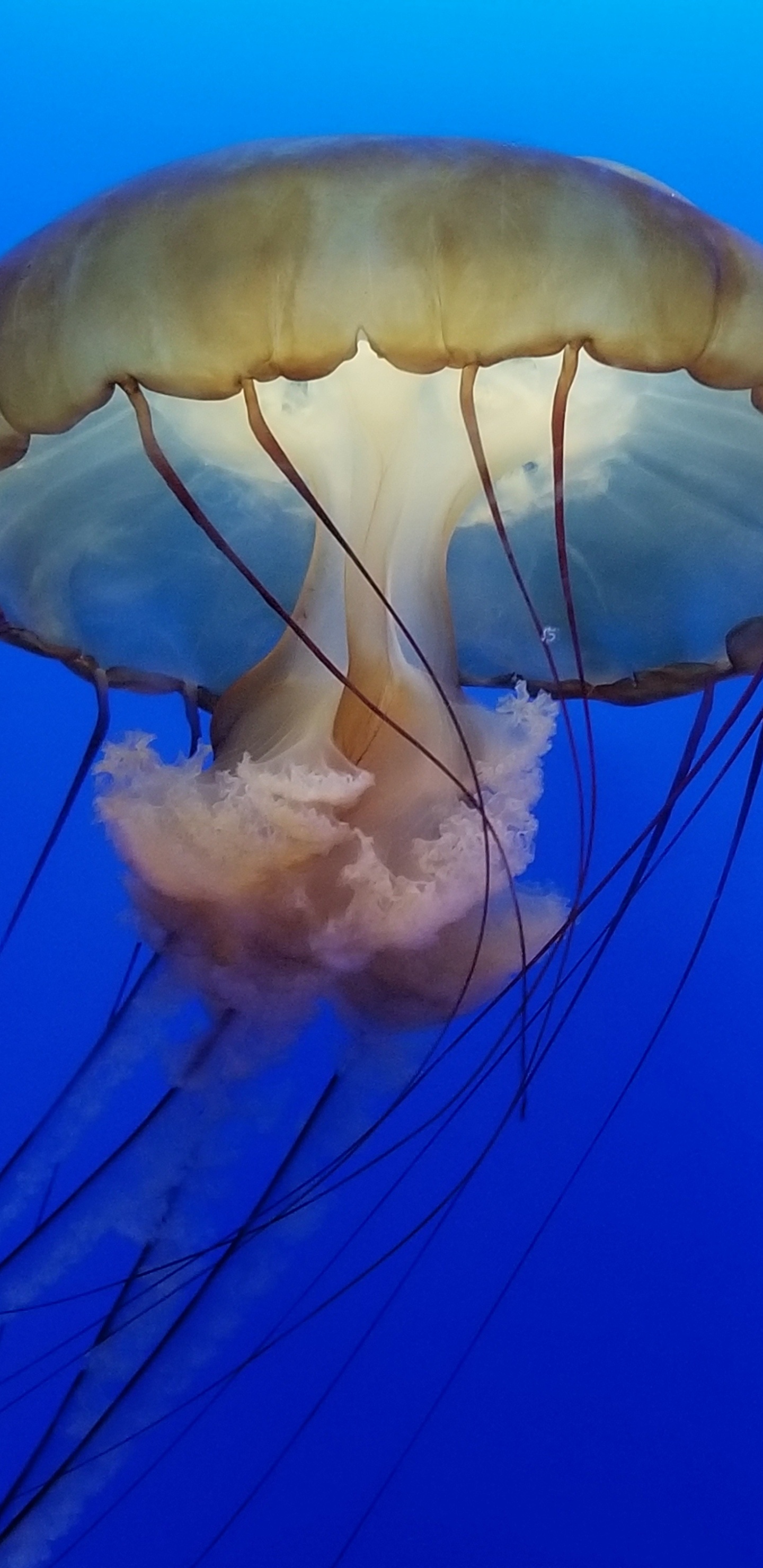 Medusas Marrones en Agua Azul. Wallpaper in 1440x2960 Resolution