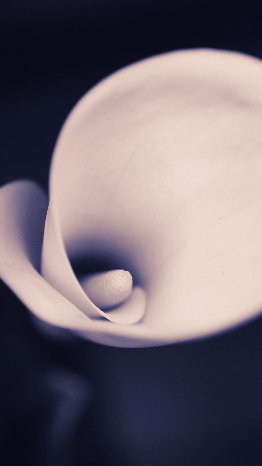 Weiße Tulpe in Voller Blüte Nahaufnahme Foto. Wallpaper in 1080x1920 Resolution