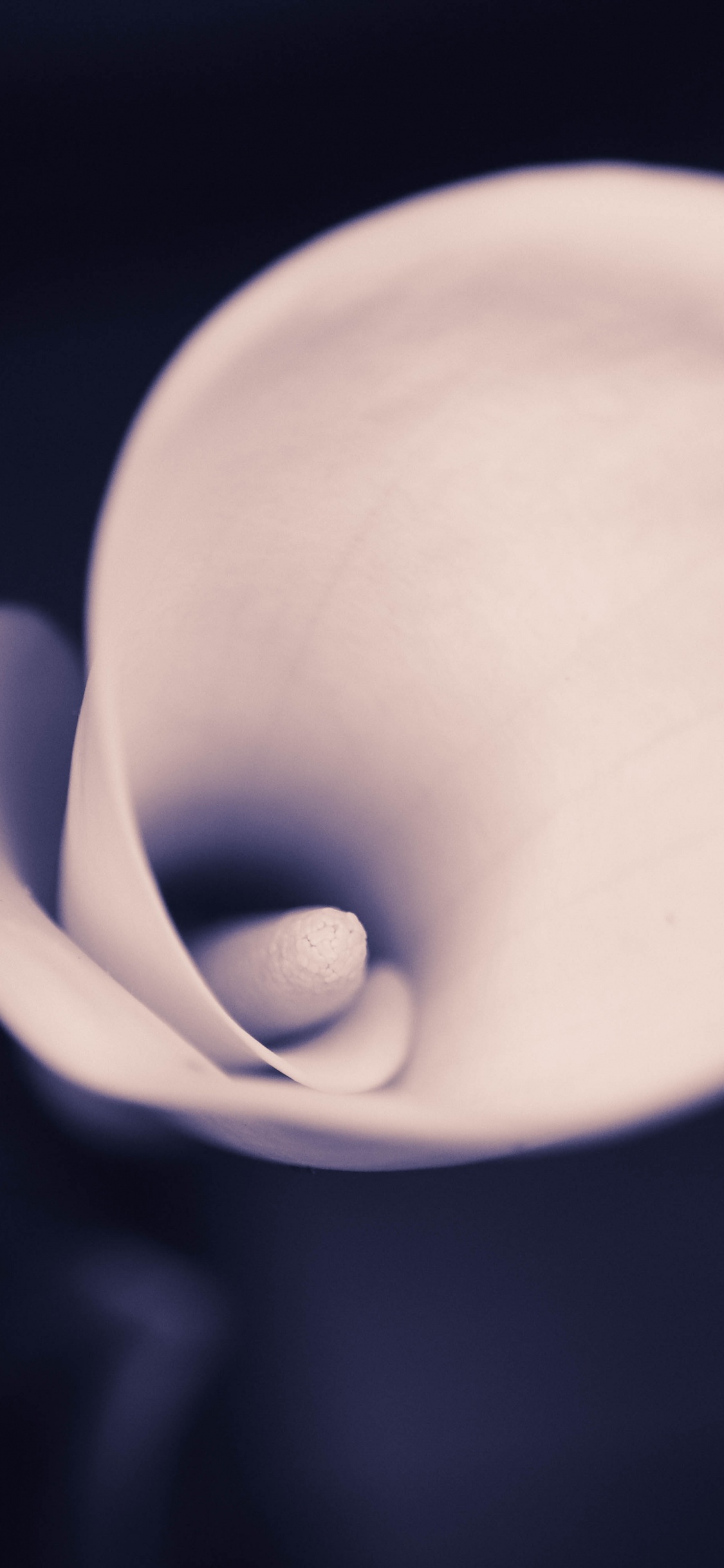 Weiße Tulpe in Voller Blüte Nahaufnahme Foto. Wallpaper in 1125x2436 Resolution