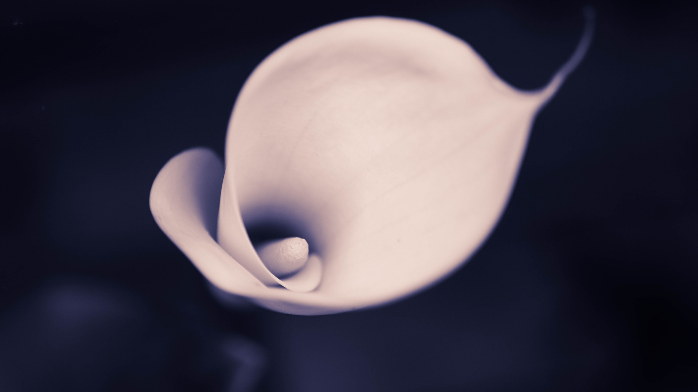 Weiße Tulpe in Voller Blüte Nahaufnahme Foto. Wallpaper in 1366x768 Resolution