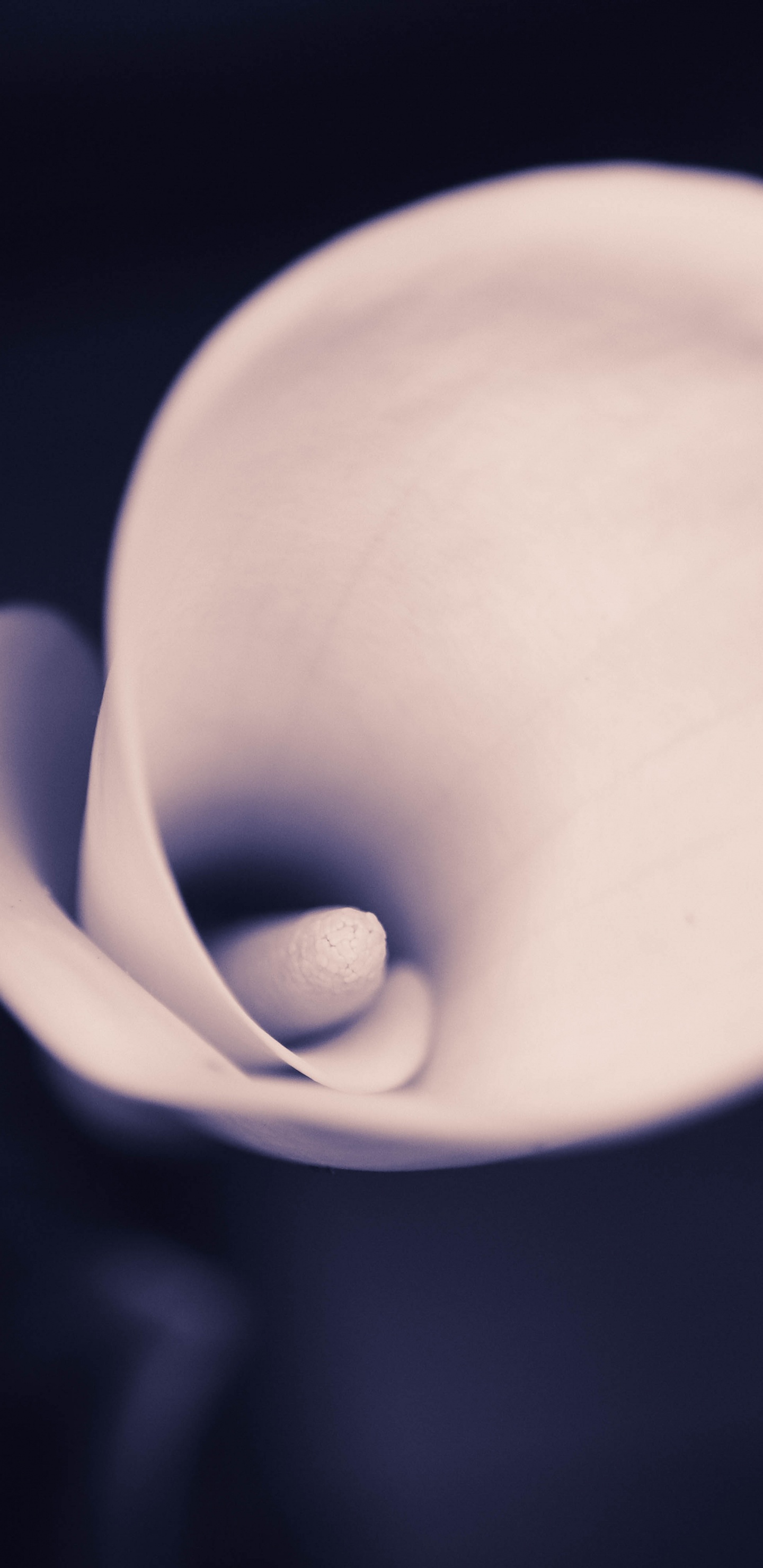 Weiße Tulpe in Voller Blüte Nahaufnahme Foto. Wallpaper in 1440x2960 Resolution