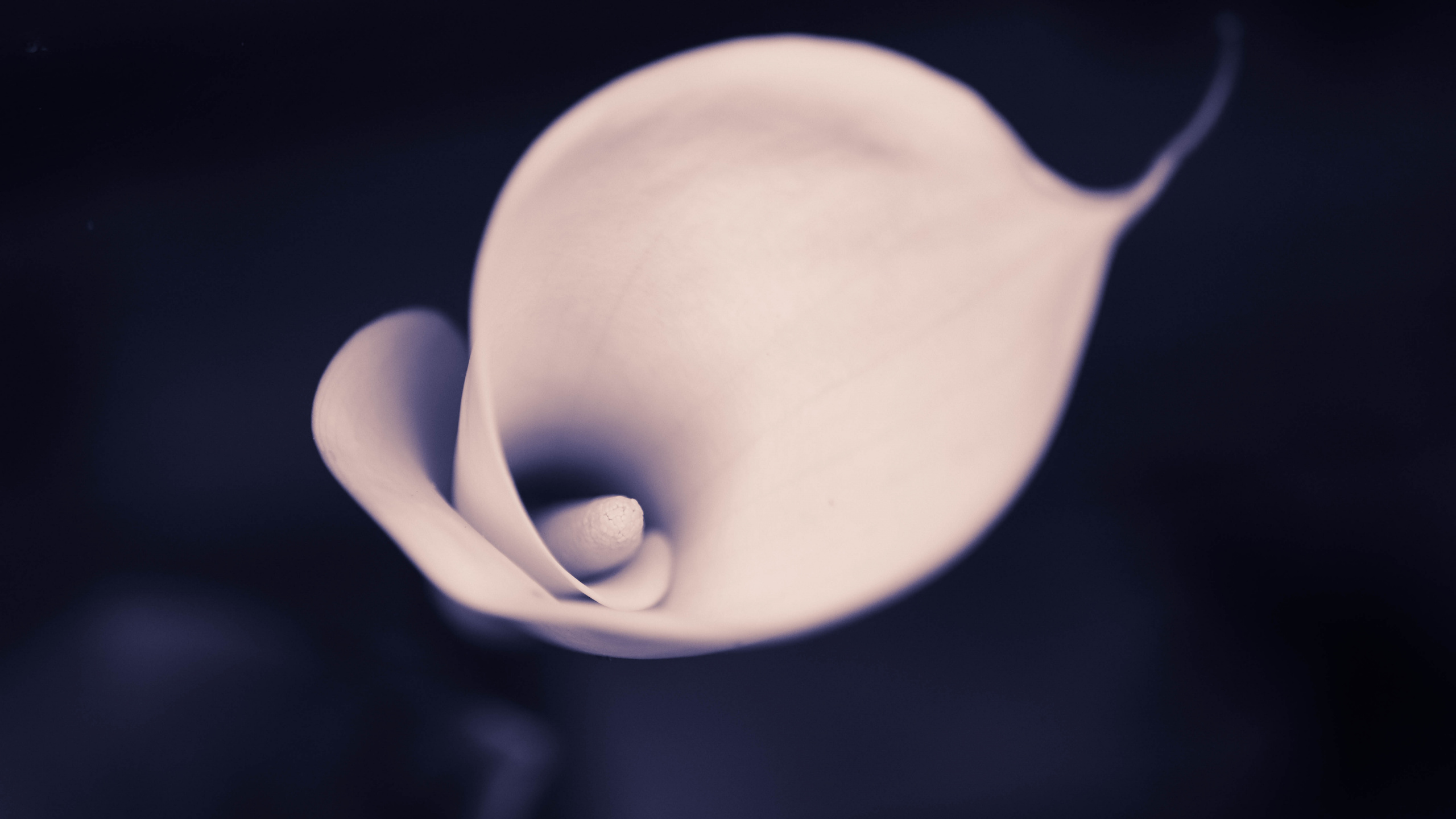 Weiße Tulpe in Voller Blüte Nahaufnahme Foto. Wallpaper in 2560x1440 Resolution