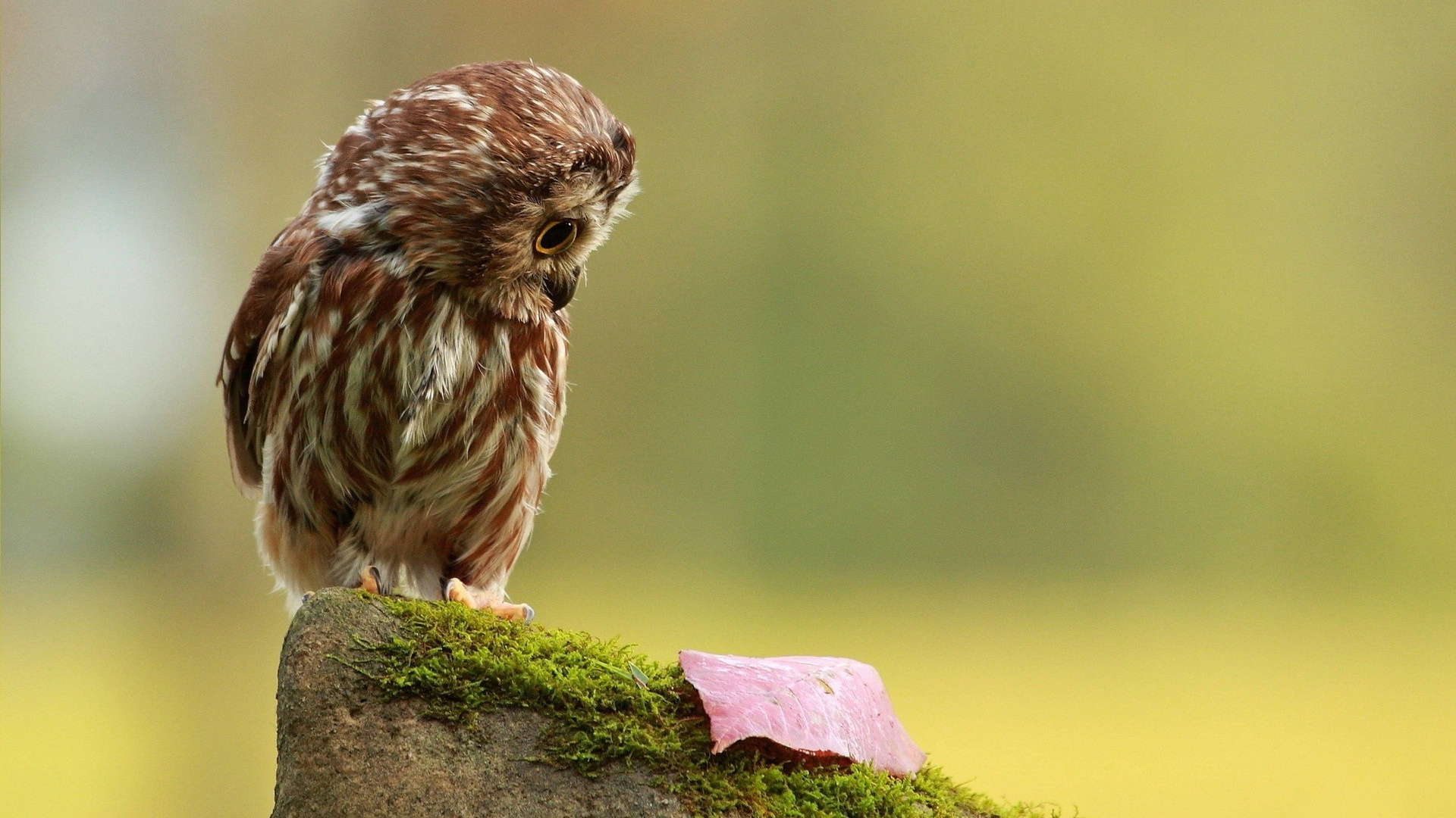 Chouette Brune Sur Mousse Verte. Wallpaper in 1920x1080 Resolution