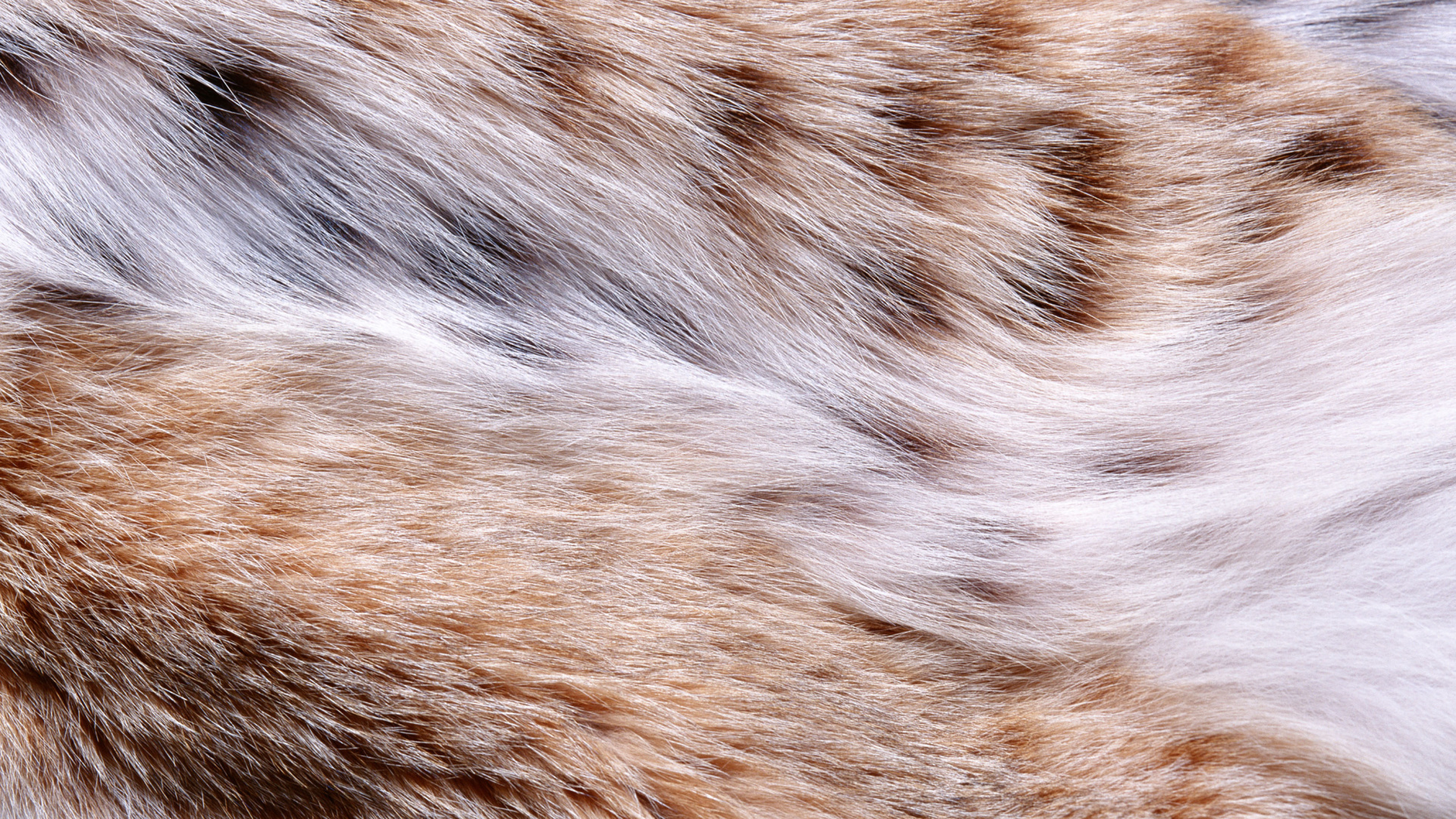 Brown and White Fur Textile. Wallpaper in 1920x1080 Resolution