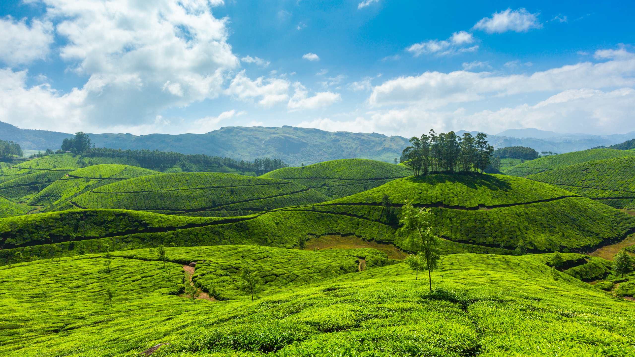 Green Grass Field Under Blue Sky During Daytime. Wallpaper in 2560x1440 Resolution