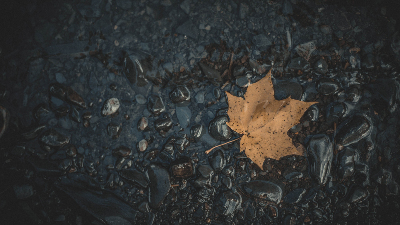 Blatt, Maple Leaf, Schwarz, Wasser, Brown. Wallpaper in 1366x768 Resolution