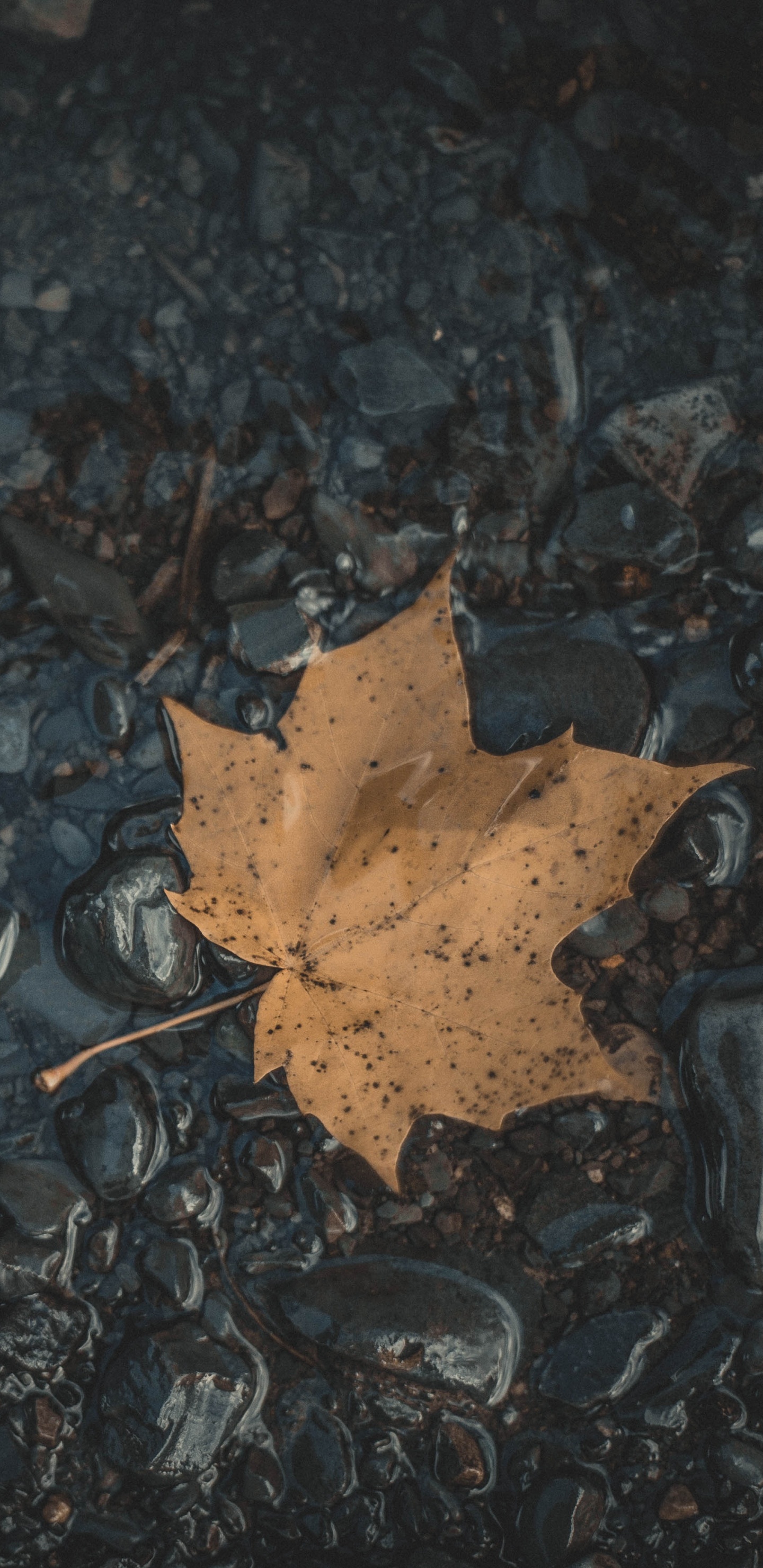 Blatt, Maple Leaf, Schwarz, Wasser, Brown. Wallpaper in 1440x2960 Resolution