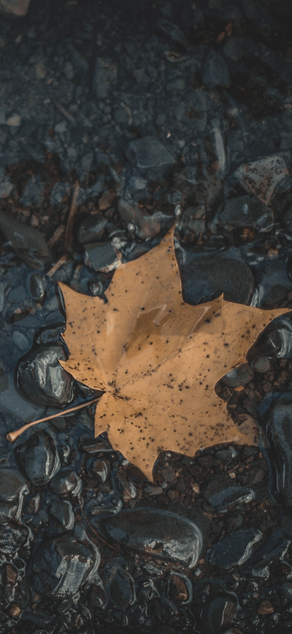 Leaf, Maple Leaf, Black, Water, Brown. Wallpaper in 1125x2436 Resolution