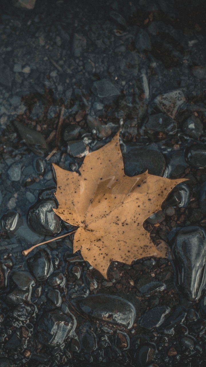 Leaf, Maple Leaf, Black, Water, Brown. Wallpaper in 720x1280 Resolution