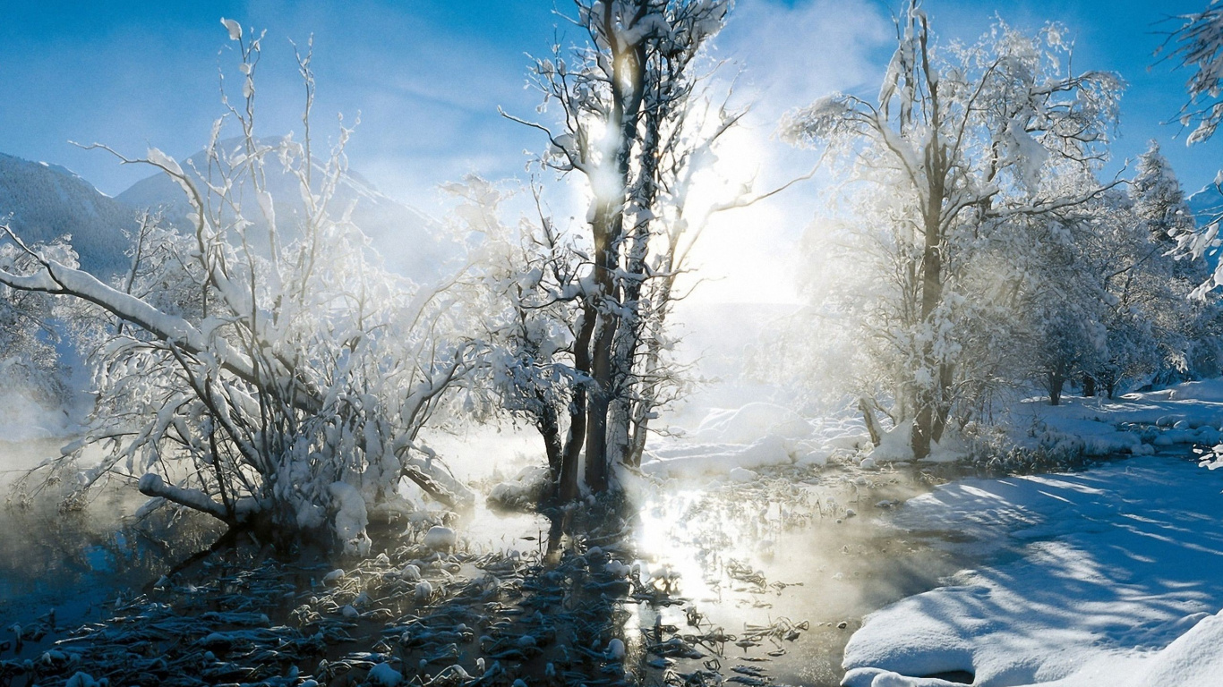 Leafless Trees Covered With Snow During Daytime. Wallpaper in 1366x768 Resolution