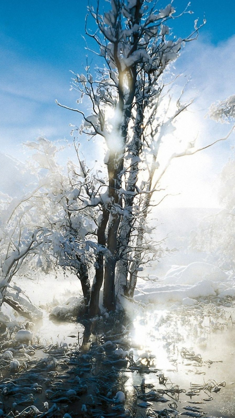Leafless Trees Covered With Snow During Daytime. Wallpaper in 750x1334 Resolution