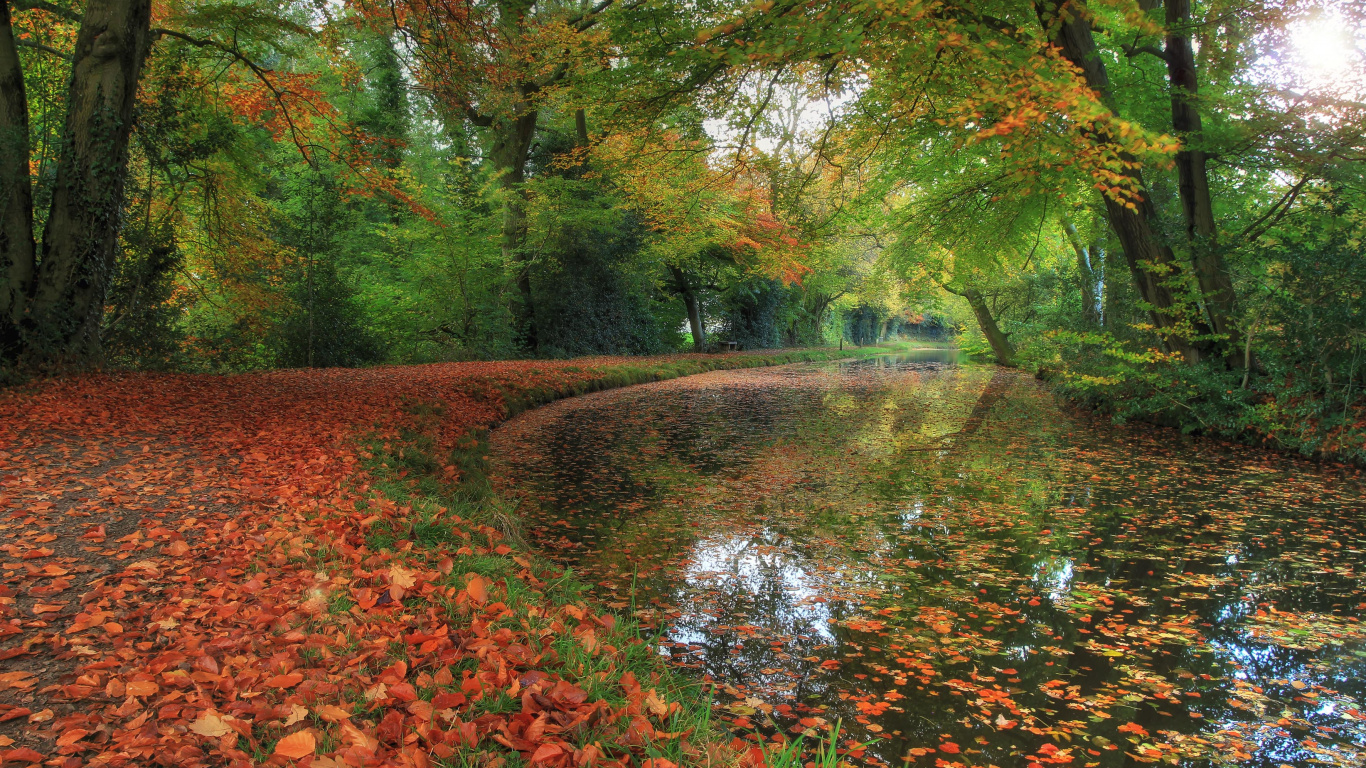 Rote Blätter Auf Dem Boden in Der Nähe Des Flusses. Wallpaper in 1366x768 Resolution