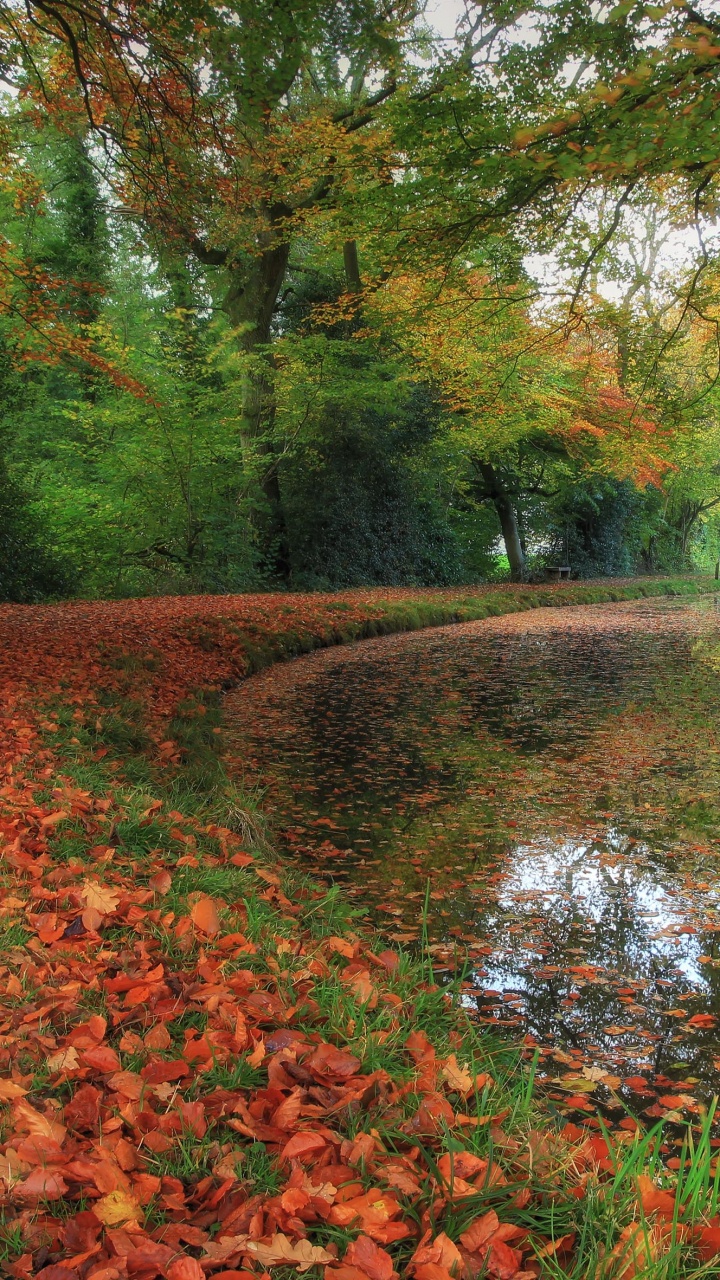 Rote Blätter Auf Dem Boden in Der Nähe Des Flusses. Wallpaper in 720x1280 Resolution