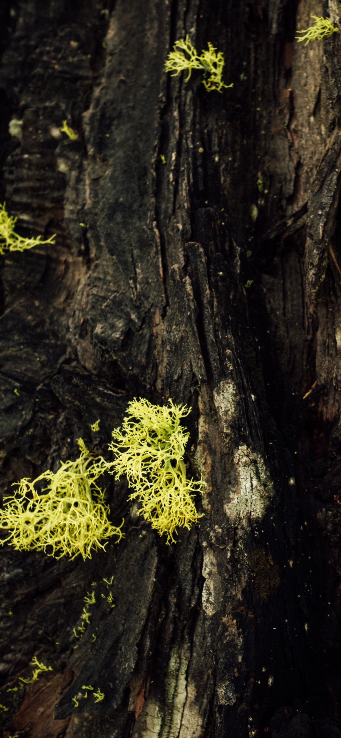 Green Moss on Brown Tree Trunk. Wallpaper in 1125x2436 Resolution