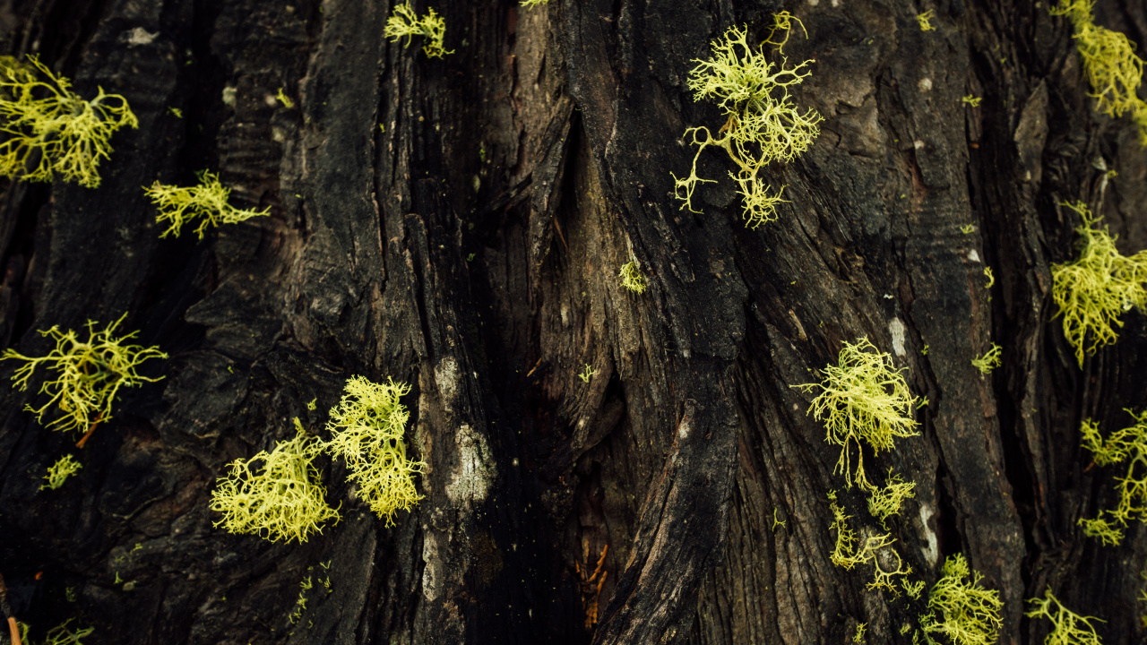 Green Moss on Brown Tree Trunk. Wallpaper in 1280x720 Resolution