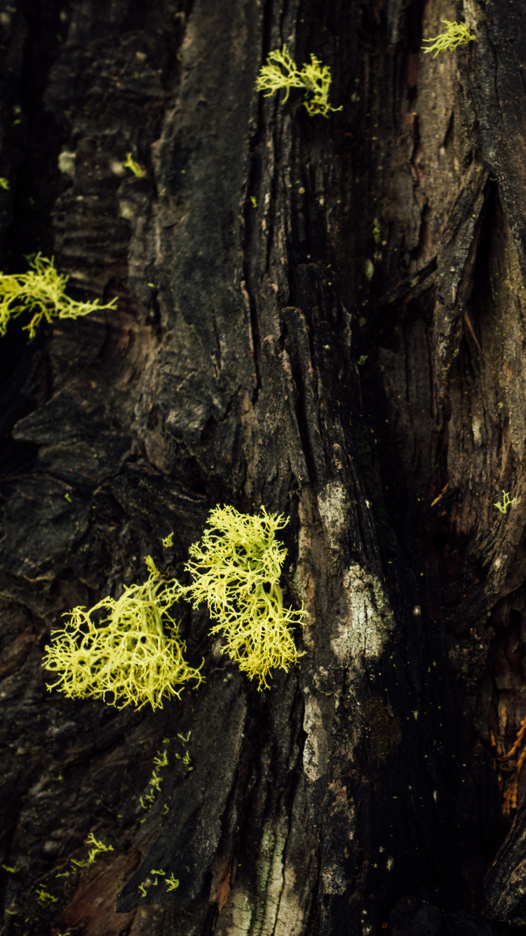 Mousse Verte Sur Tronc D'arbre Brun. Wallpaper in 750x1334 Resolution