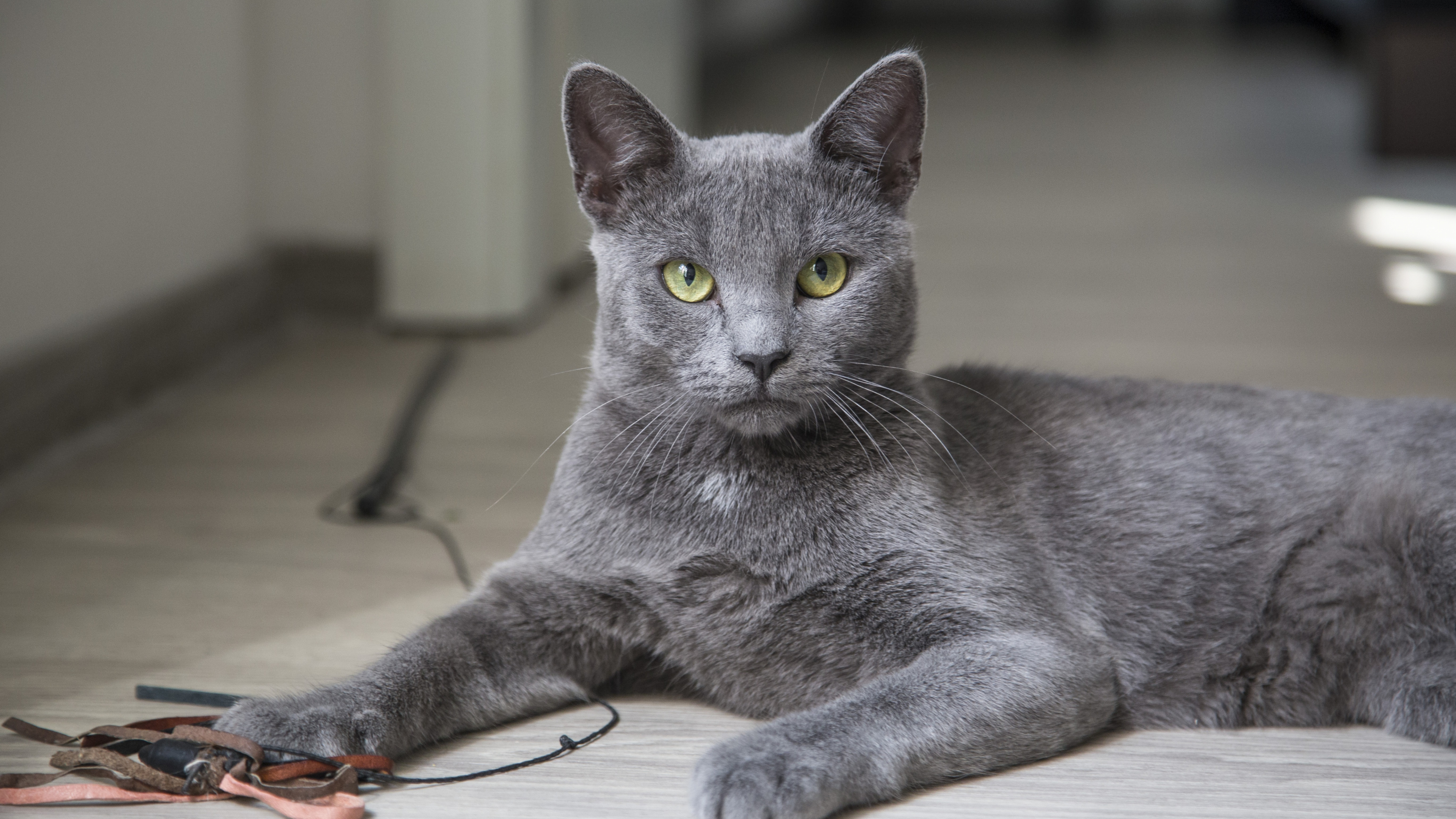Russian Blue Cat Lying on Floor. Wallpaper in 3840x2160 Resolution