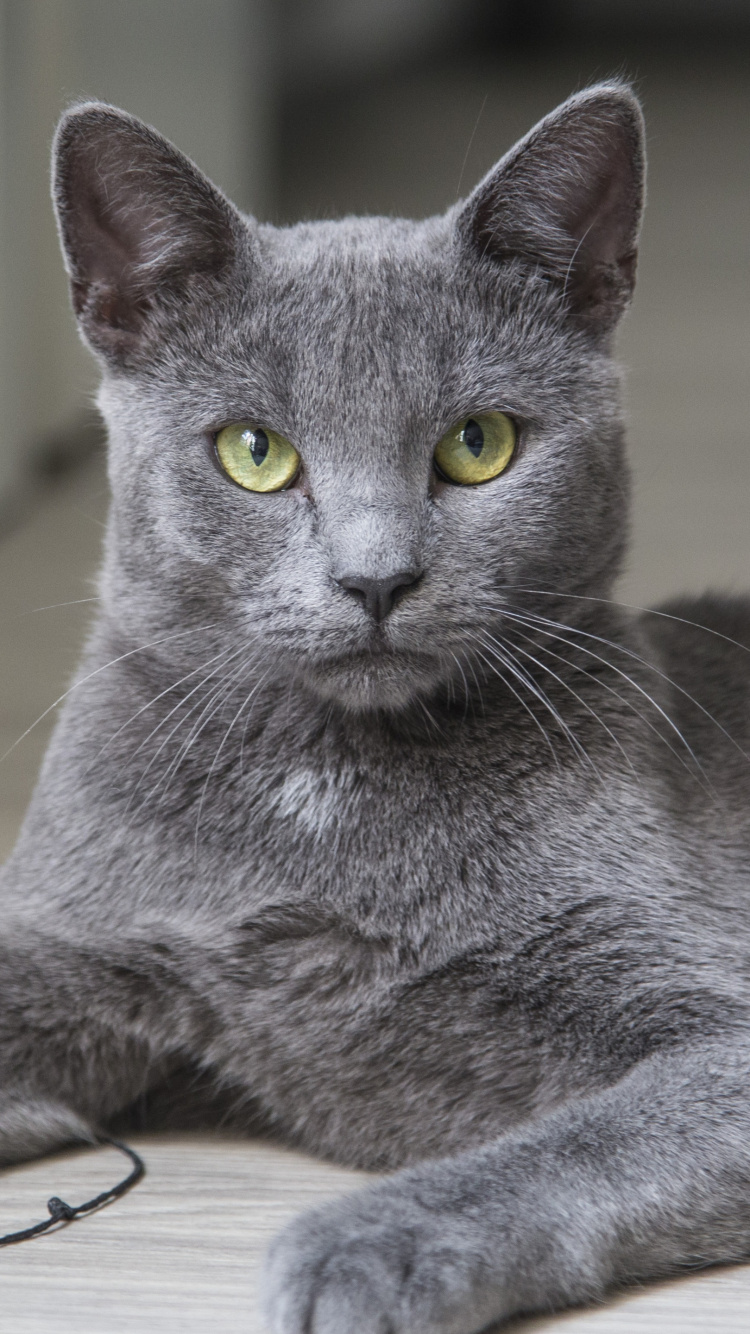 Russian Blue Cat Lying on Floor. Wallpaper in 750x1334 Resolution