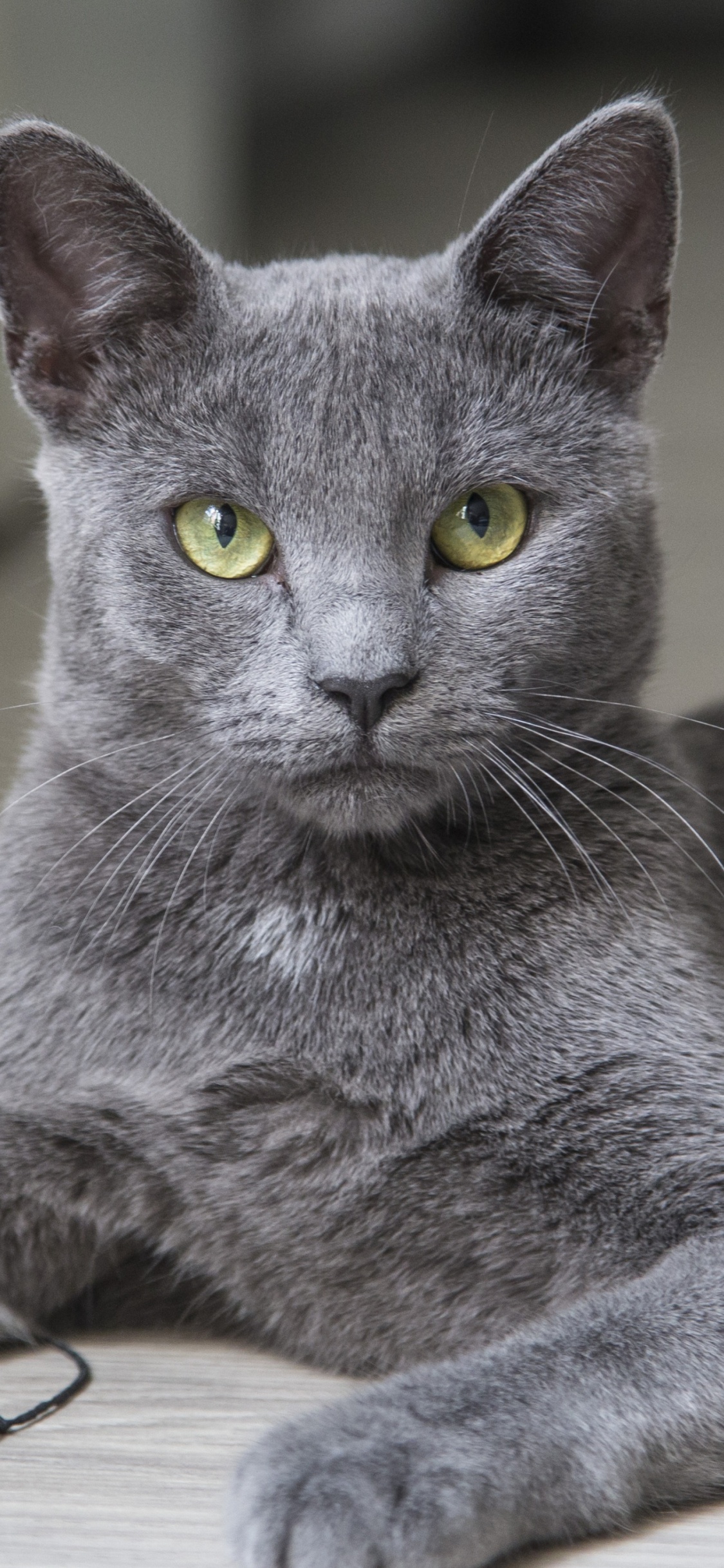 小猫, 俄罗斯蓝色的, 英国短毛猫, 灰色, 缅甸猫 壁纸 1125x2436 允许