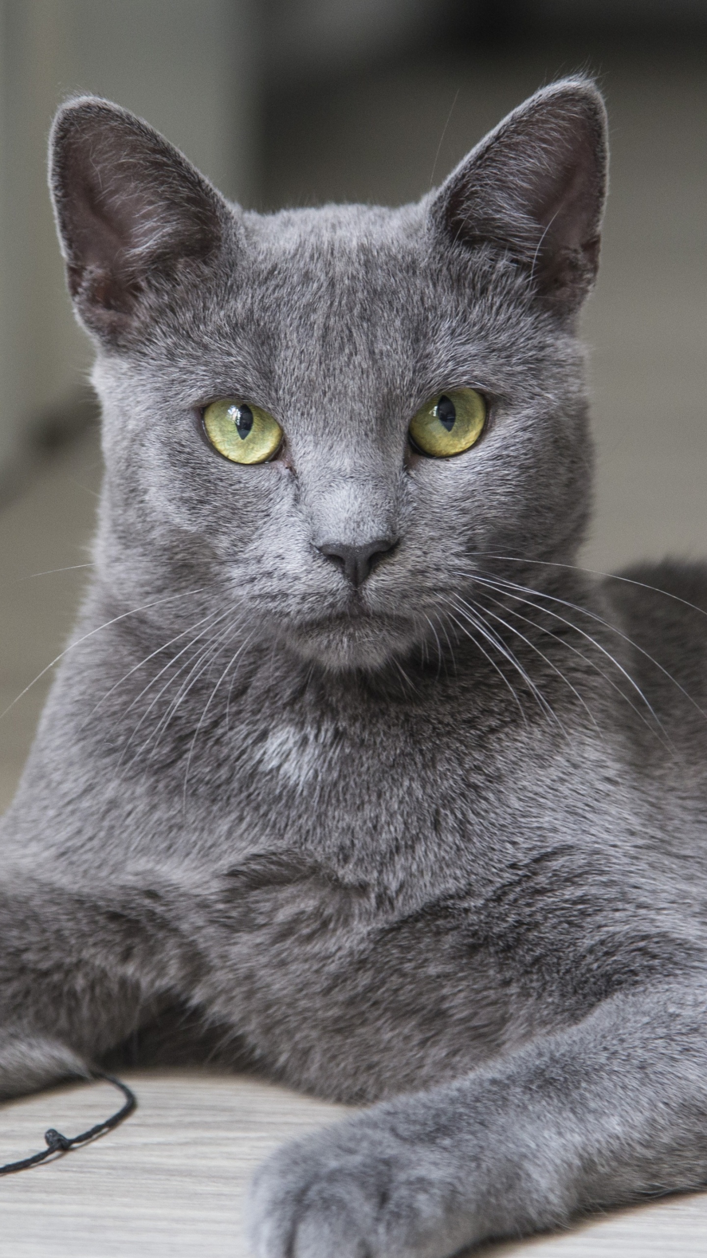 小猫, 俄罗斯蓝色的, 英国短毛猫, 灰色, 缅甸猫 壁纸 1440x2560 允许