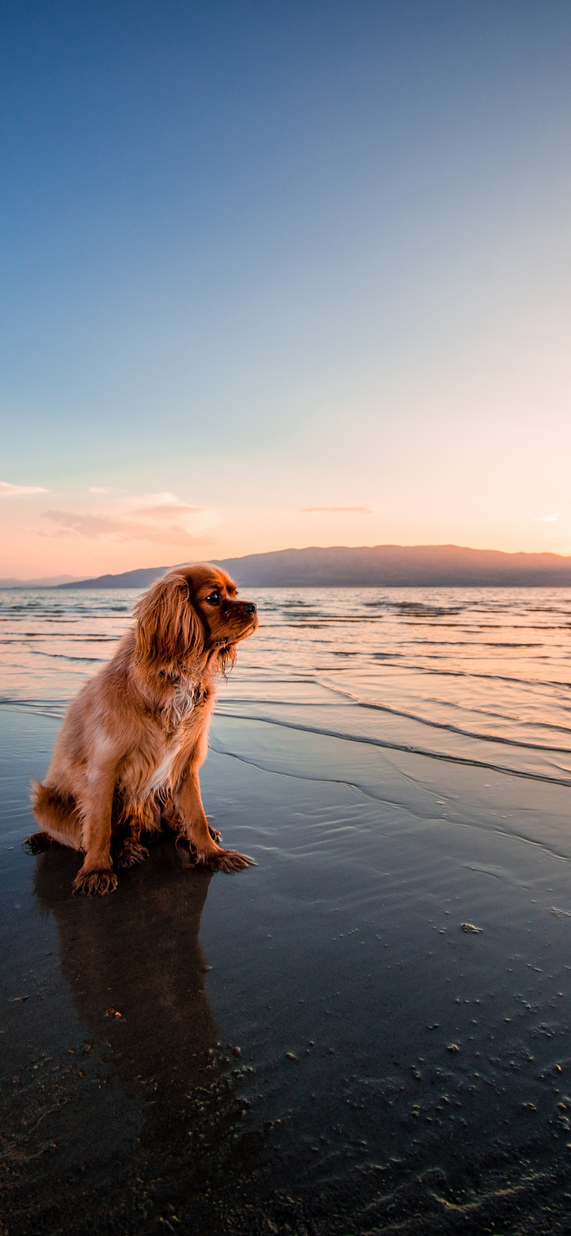 English Cocker Spaniel, Dog, Water, Cloud, Beach. Wallpaper in 1125x2436 Resolution