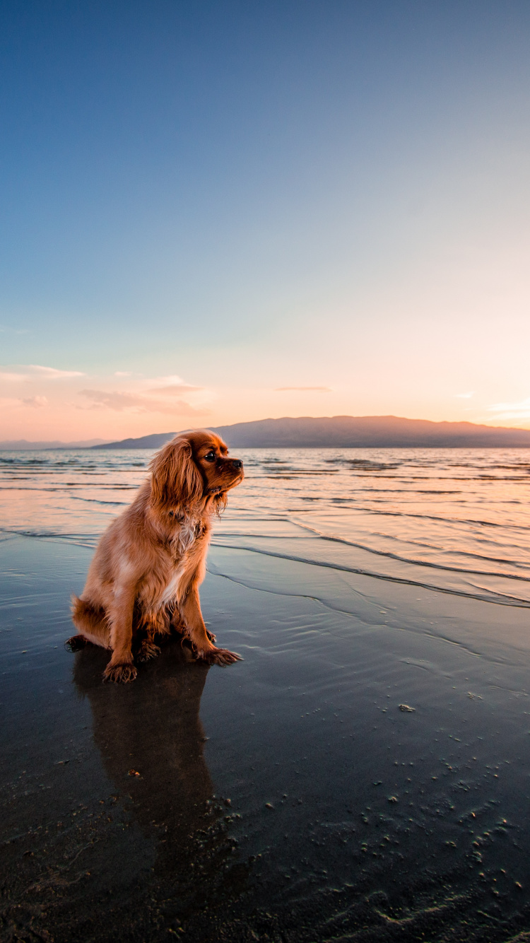English Cocker Spaniel, Dog, Water, Cloud, Beach. Wallpaper in 750x1334 Resolution