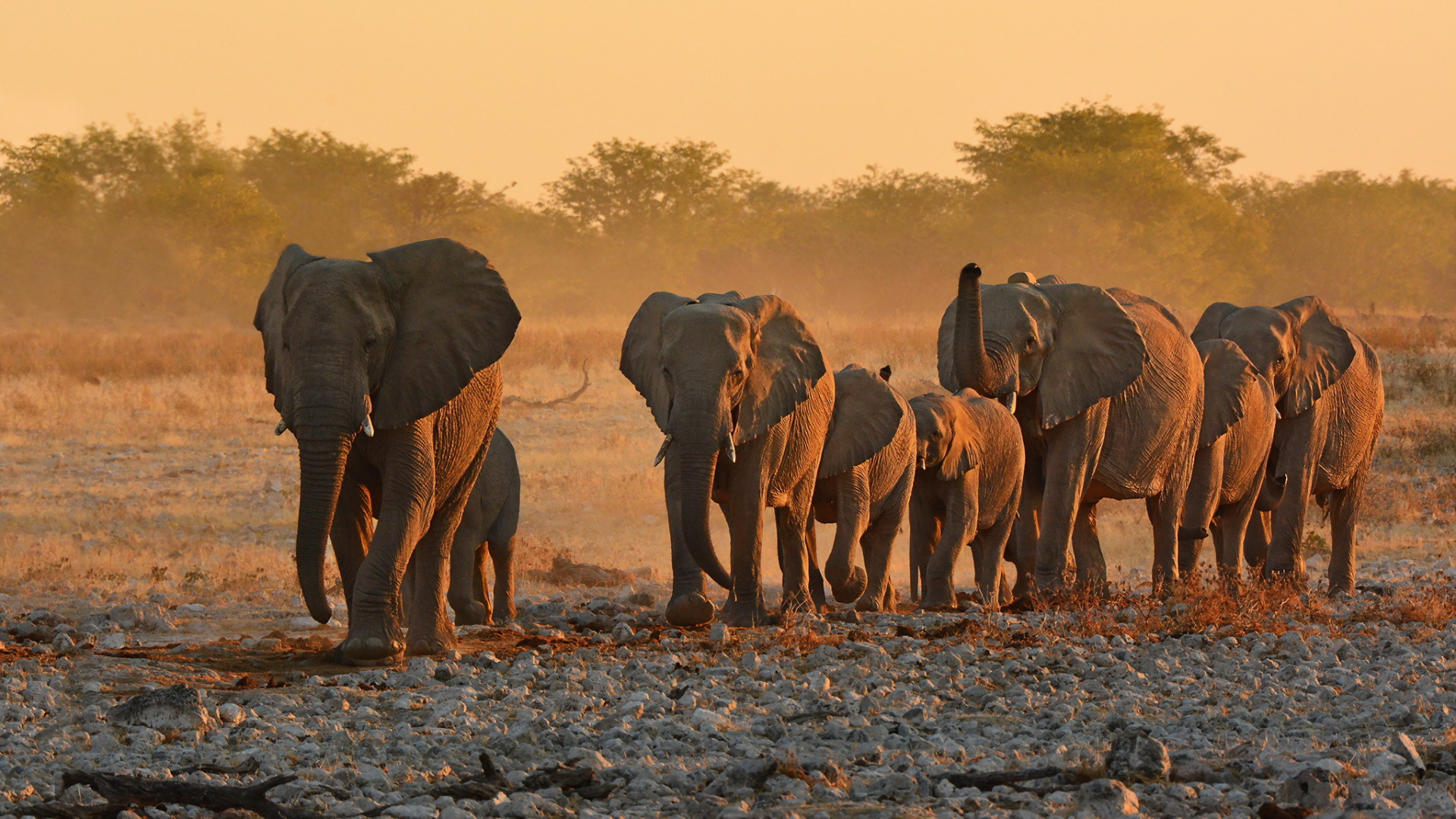Elephant Walking on Dirt Road During Daytime. Wallpaper in 1920x1080 Resolution