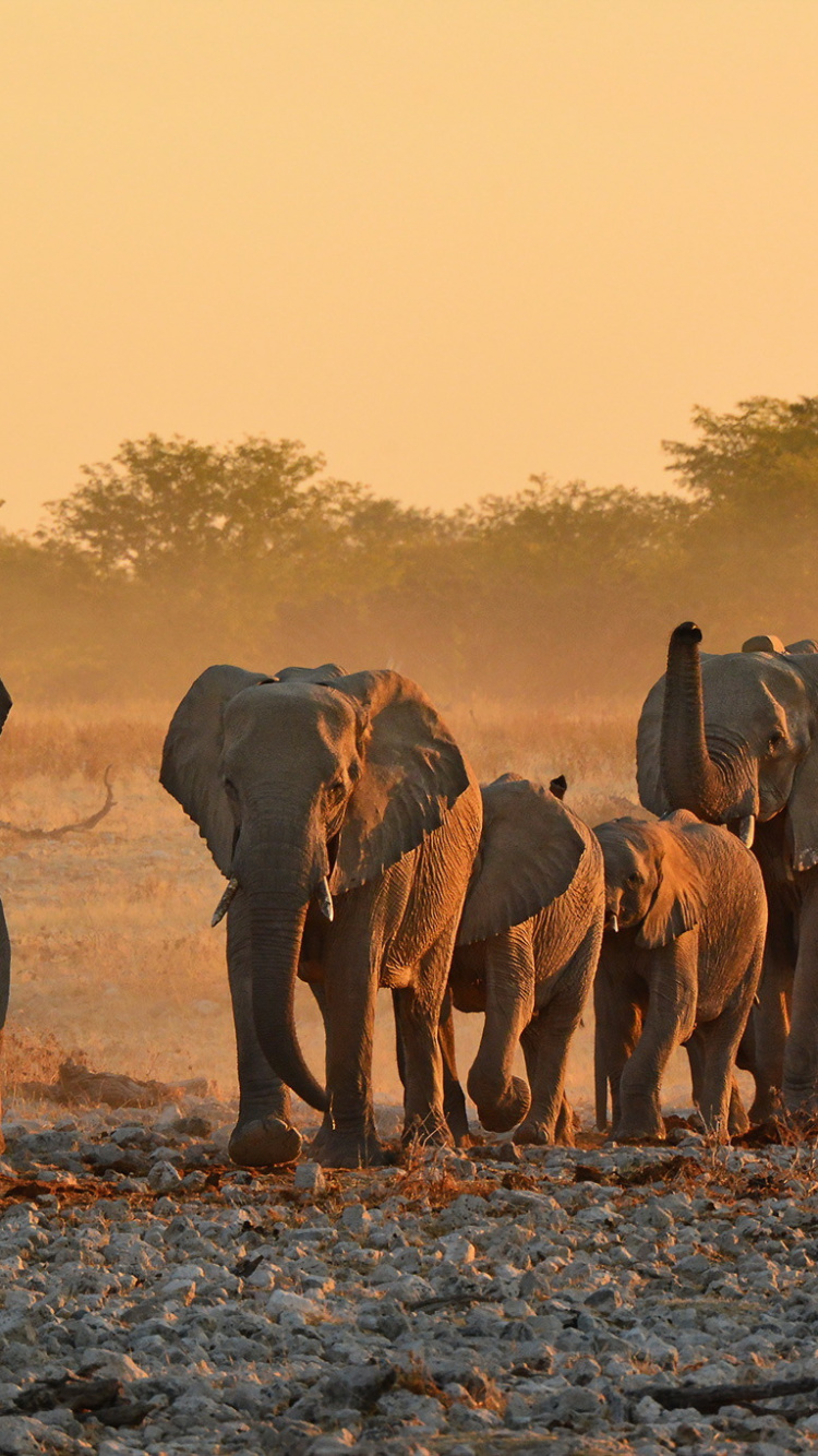 Elephant Walking on Dirt Road During Daytime. Wallpaper in 750x1334 Resolution