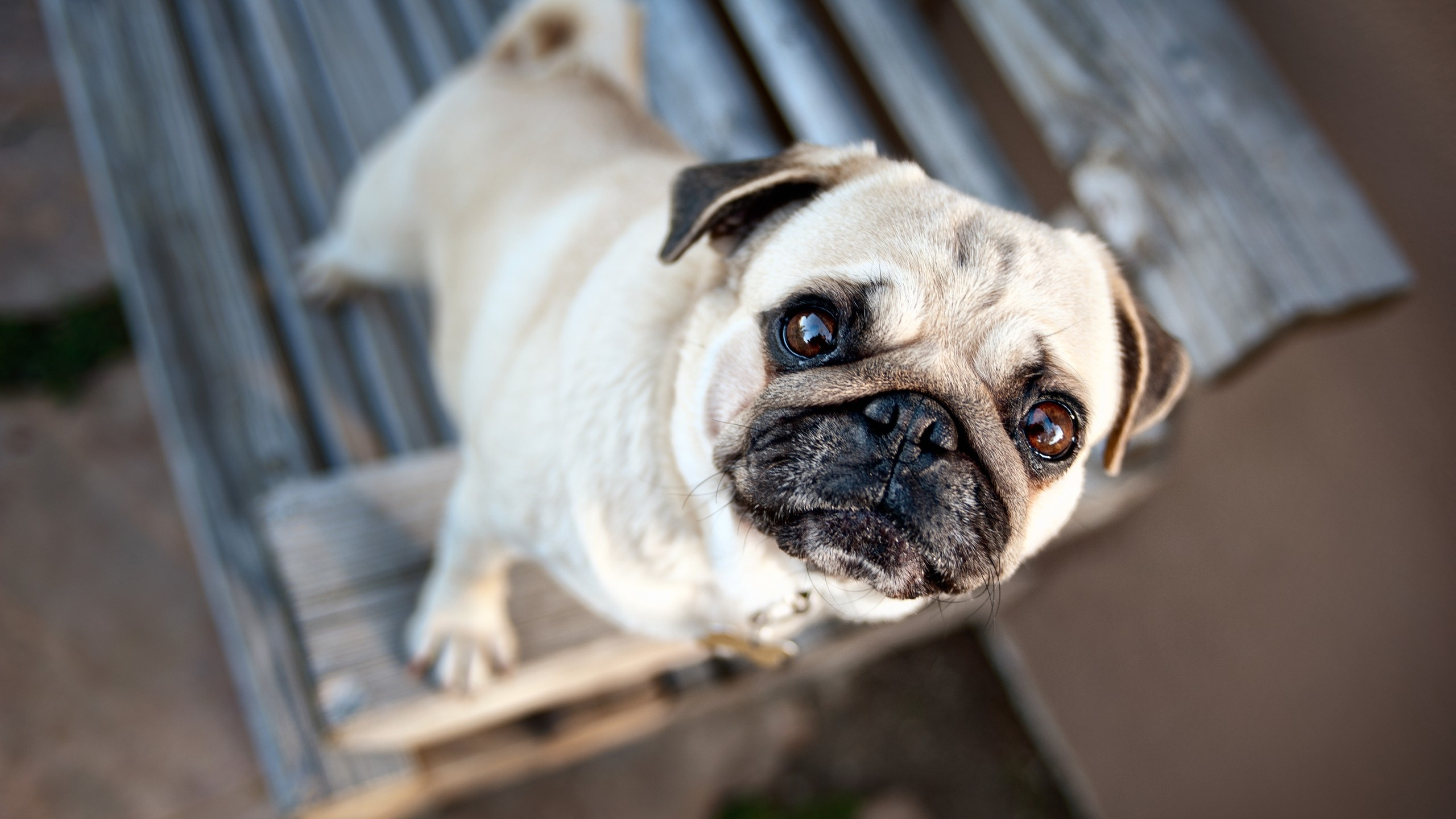 Fawn Pug on Brown Wooden Stairs. Wallpaper in 2560x1440 Resolution