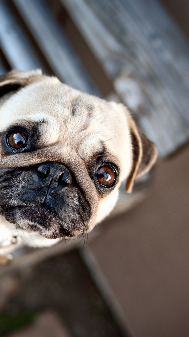 Fawn Pug on Brown Wooden Stairs. Wallpaper in 750x1334 Resolution