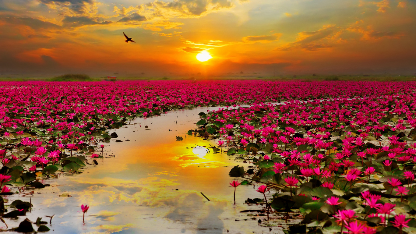Fleurs Roses Sur L'eau Pendant le Coucher du Soleil. Wallpaper in 1366x768 Resolution
