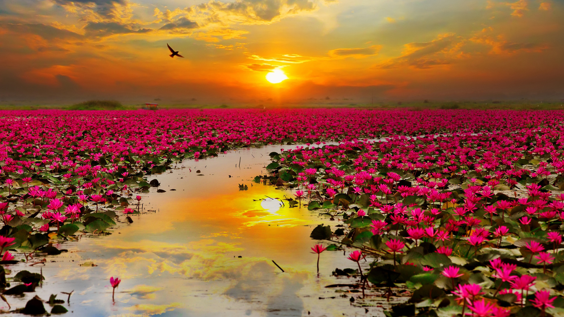 Rosa Blumen Auf Dem Wasser Bei Sonnenuntergang. Wallpaper in 1920x1080 Resolution