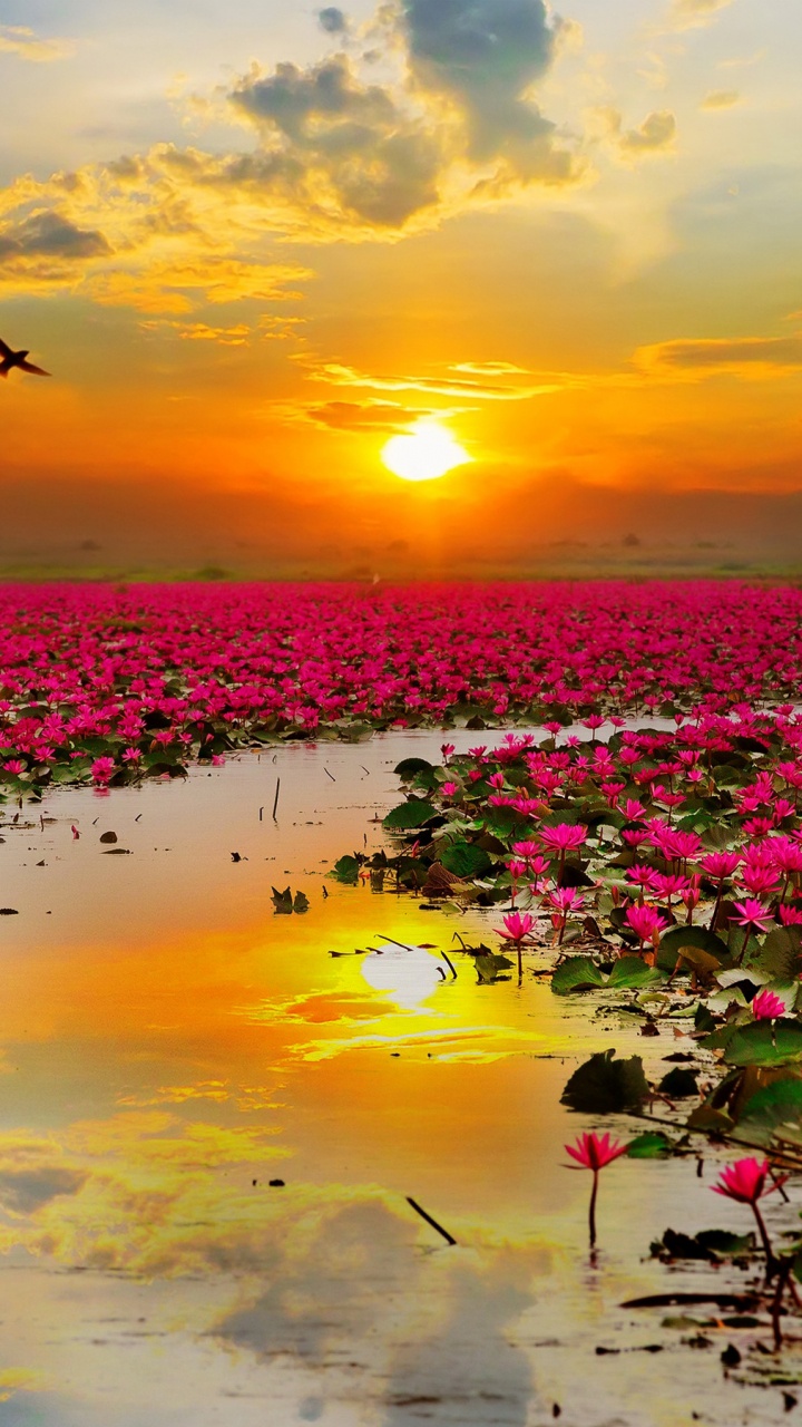 Pink Flowers on Water During Sunset. Wallpaper in 720x1280 Resolution