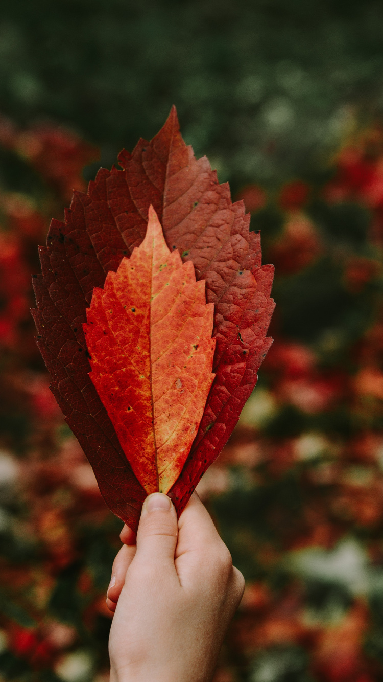 Personne Tenant Une Feuille D'érable Rouge. Wallpaper in 750x1334 Resolution