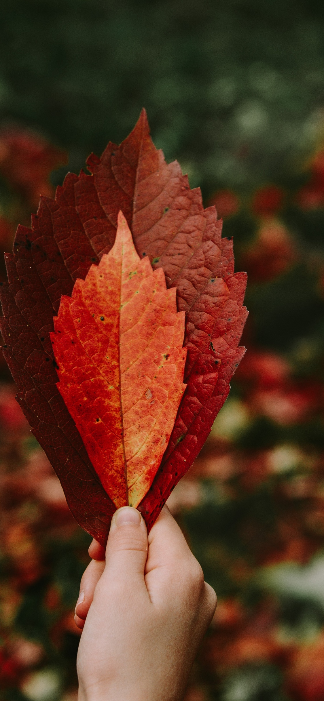 Person Holding Red Maple Leaf. Wallpaper in 1125x2436 Resolution