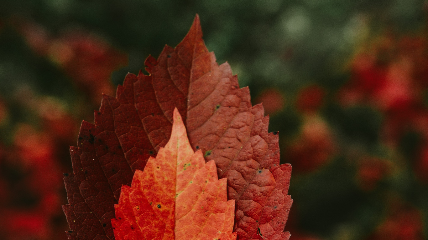 Person Holding Red Maple Leaf. Wallpaper in 1366x768 Resolution
