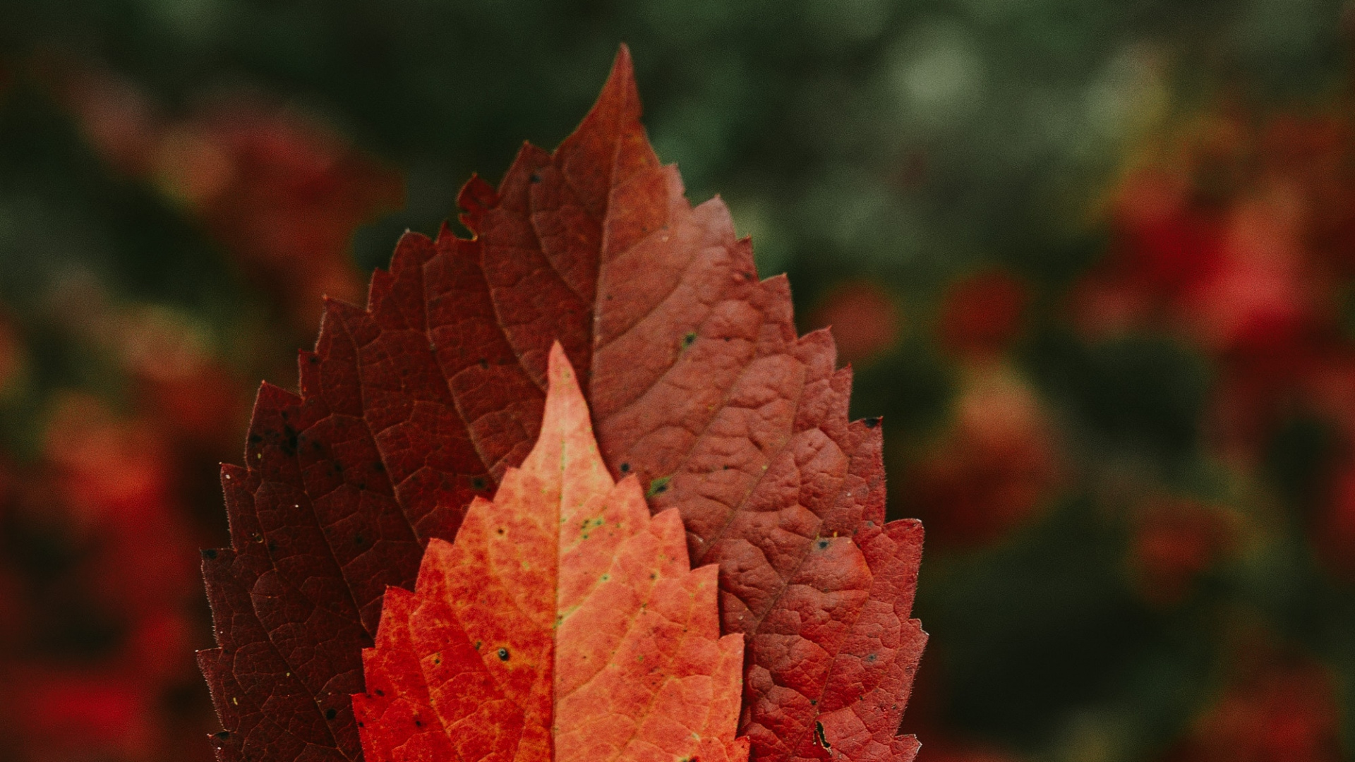 Person Holding Red Maple Leaf. Wallpaper in 1920x1080 Resolution
