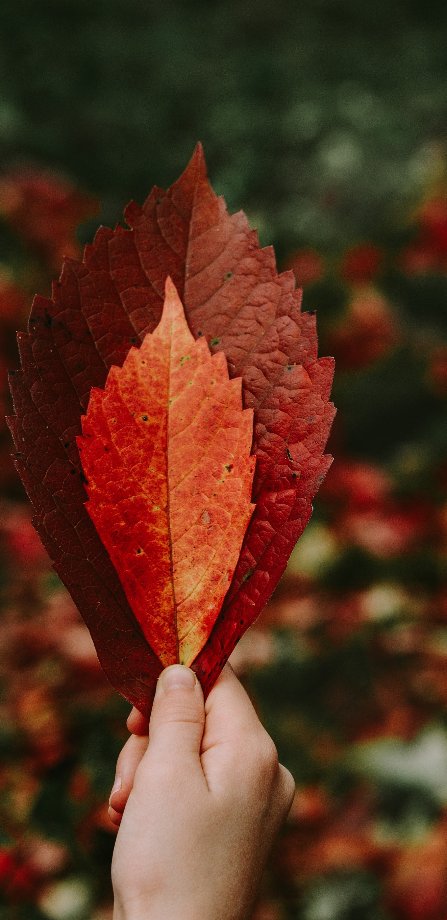 Persona Sosteniendo la Hoja de Arce Roja. Wallpaper in 1440x2960 Resolution